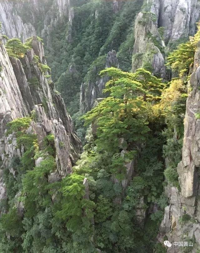 模拟山羊